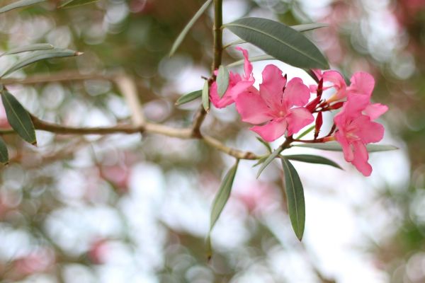 Cost of Oleander Removal in Lake City
