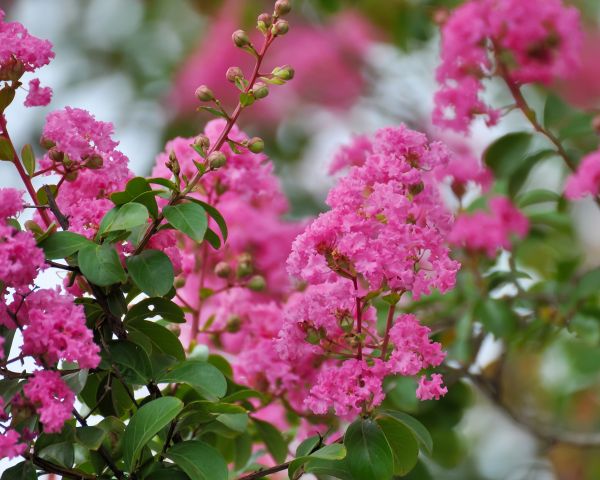 Cost of Crepe Myrtle Removal in Lake City