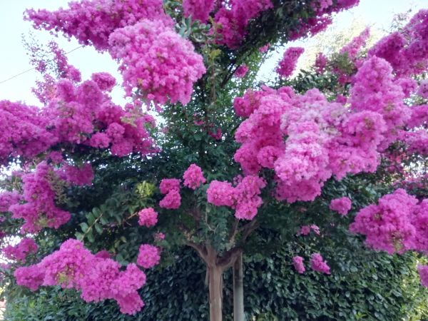 Cost of Crape Myrtle Pruning in Lake City