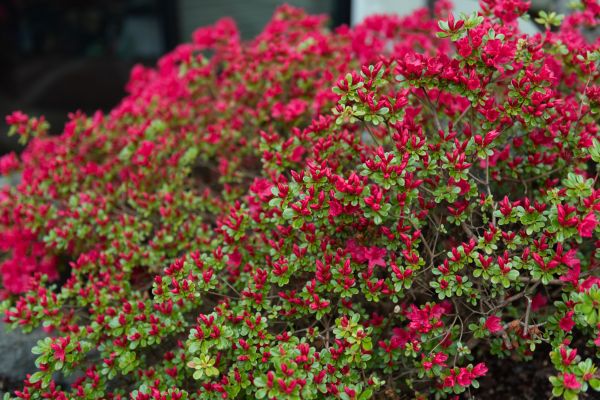 Cost of Weigela Removal Service in Lake City