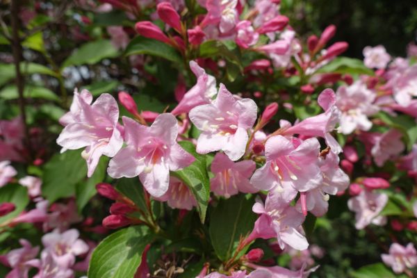 Cost of Weigela Pruning Service in Lake City
