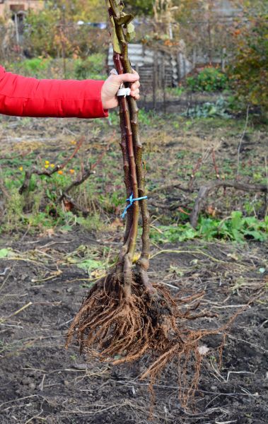 Cost of Shrub Root Removal in Lake City