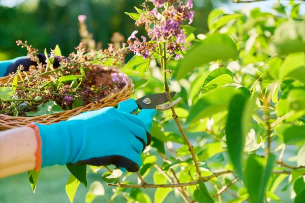 Cost of Lilac Trimming Service in Lake City