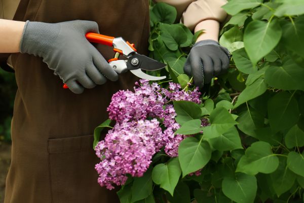 Cost of Lilac Pruning Service in Lake City