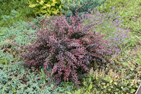 Cost of Japanese Barberry Removal in Lake City