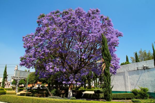 Cost of Jacaranda Pruning in Lake City