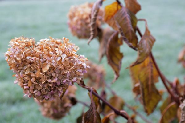 Cost of Hydrangea Removal in Lake City