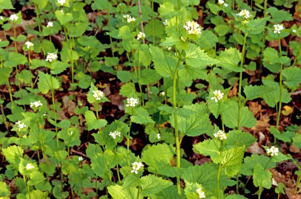 Cost of Garlic Mustard Removal in Lake City