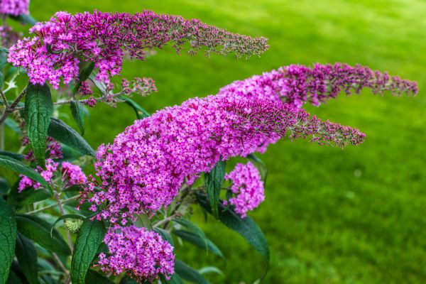 Cost of Butterfly Bush Removal in Lake City