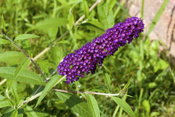 Butterfly Bush Pruning in Lake City