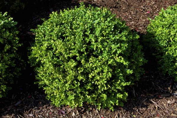 Cost of Boxwood Removal in Lake City