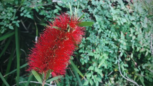 Cost of Bottlebrush Pruning in Lake City