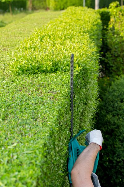 Hedge Trimming in Lake City